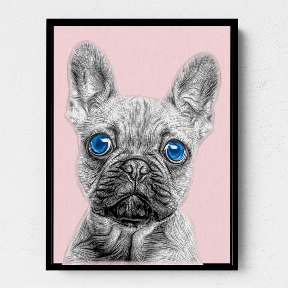 Blue eyed french bulldog best sale for sale